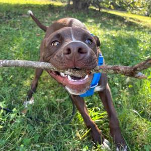 A brown dog with a blue collar holding a stick in its mouth, standing on grass.