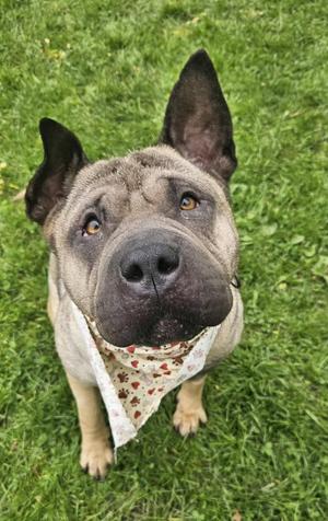 Lucy, Shar-Pei, adult, available for adoption