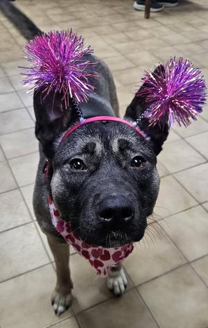 Farah, Husky, adult, available for adoption