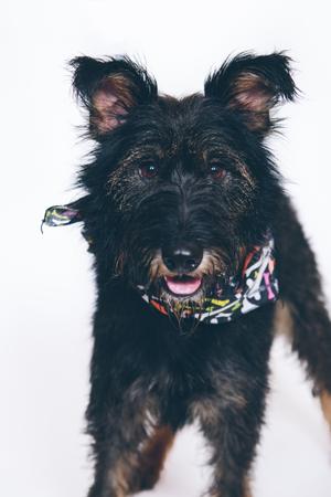 Lawrence County Humane Society