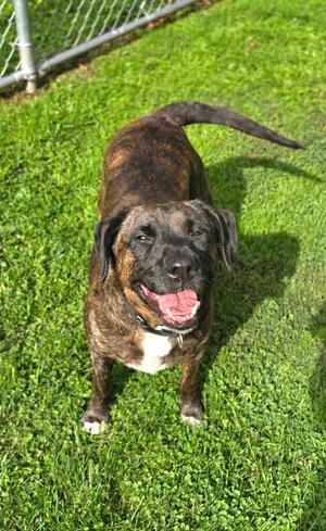 Dolly, Pit Bull Terrier, adult, available for adoption