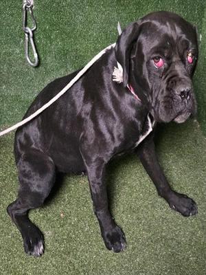 CANDY, Cane Corso Mastiff, adult, available for adoption