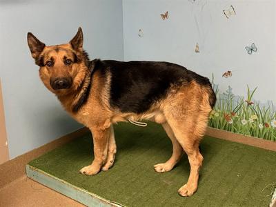 A5792867, German Shepherd Dog, adult, available for adoption