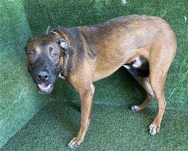 CHARLIE, German Shepherd Dog, young, available for adoption
