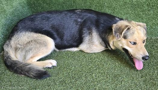 A black and tan dog lying on green artificial grass with its tongue out.