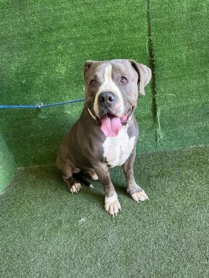 A gray and white pit bull terrier sitting on artificial grass with its tongue out.
