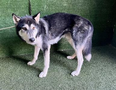 BENLI, Husky, adult, available for adoption