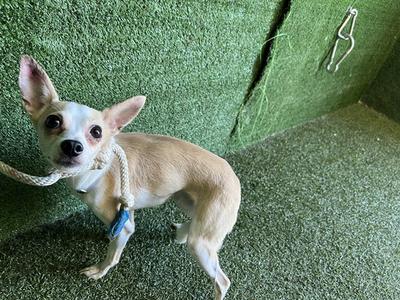A small chihuahua dog standing on a green carpeted floor, wearing a blue collar and leash, looking up at the camera.
