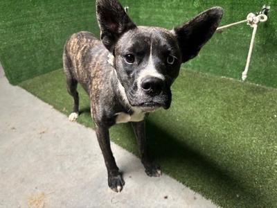 CHUCHIS, Boxer / Husky, adult, available for adoption