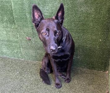 A black dog sitting on a green artificial turf background.
