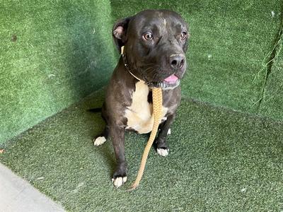 CADIE, Pit Bull Terrier, adult, available for adoption