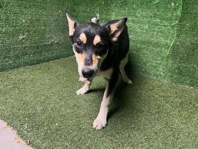 CASSIE, Siberian Husky / German Shepherd Dog, young, available for adoption