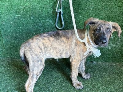 CHAI, German Shepherd Dog, puppy, available for adoption