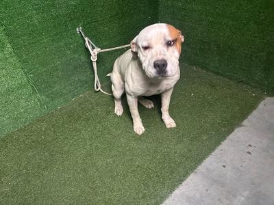 A light-colored dog with a white face and brown patches on its ears and around its eyes is sitting on a green artificial turf surface. The dog is wearing a collar with a leash attached, and it appears to be looking directly at the camera. The background consists of green artificial turf walls, and the ground is a mix of green turf and a concrete surface.