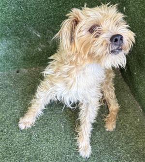 BROWNIE, Parson Russell Terrier, adult, available for adoption