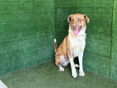 A brown and white dog sitting on green artificial grass, with its tongue out and looking at the camera.