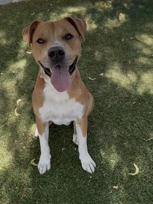 BOWSER JR, Pit Bull Terrier, adult, available for adoption