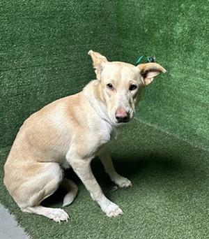 BRITT, German Shepherd Dog, adult, available for adoption