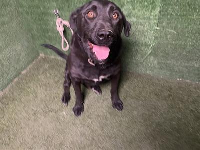 A black dog with a pink tongue sticking out, sitting on a green carpeted floor.