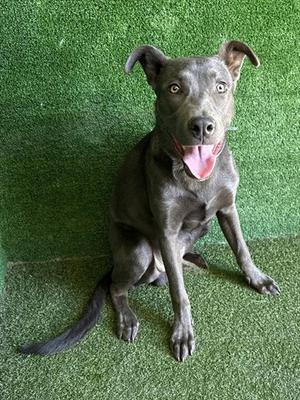 BOLT, German Shepherd Dog, young, available for adoption