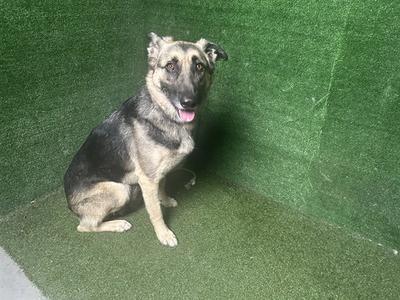 BOLIN, German Shepherd Dog, adult, available for adoption