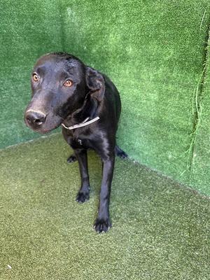 A black dog standing on a green artificial turf background, looking directly at the camera.