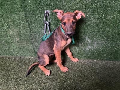 BRIDGET, German Shepherd Dog, puppy, available for adoption