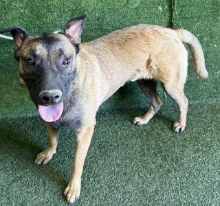 CHASE, Belgian Shepherd Malinois, young, available for adoption