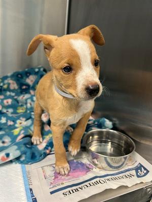 CINNAMON ROLL, Chihuahua, puppy, available for adoption