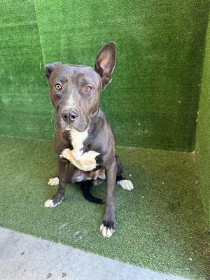 BLUE, Pit Bull Terrier, adult, available for adoption