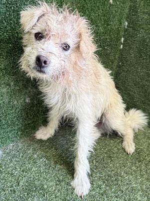 A5792733, Poodle (Toy), adult, available for adoption