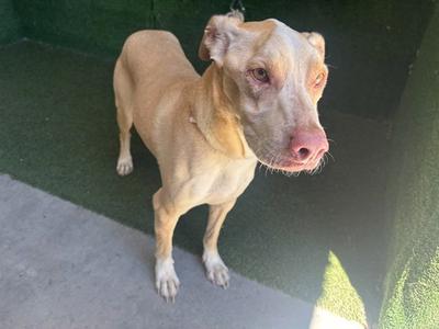 BISQUIT, American Pit Bull Terrier, adult, available for adoption
