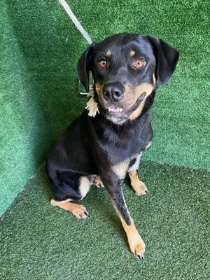 BEAST, Rottweiler, adult, available for adoption