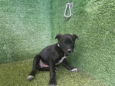 BOO, Siberian Husky / Labrador Retriever, young, available for adoption