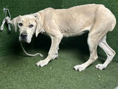 CARRIE, Labrador Retriever / Pit Bull Terrier, young, available for adoption