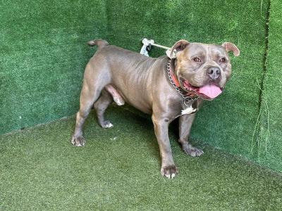 A brown dog with a red collar and a white bone-shaped tag standing on green artificial grass.