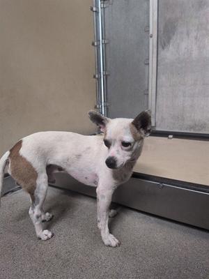 A5792573, Chihuahua, adult, available for adoption