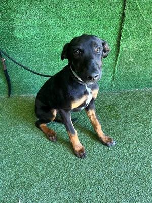 BENTLY, German Shepherd Dog, puppy, available for adoption
