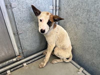 AURORA, German Shepherd Dog / Australian Cattle Dog/Blue Heeler, puppy, available for adoption