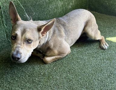 A5792123, German Shepherd Dog / Pit Bull Terrier, adult, available for adoption