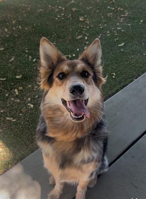 A fluffy dog with pointed ears and a happy expression, sitting on a wooden surface with grass in the background.