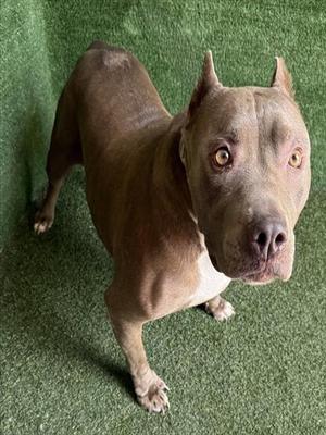 BELLA, American Bulldog, senior, available for adoption