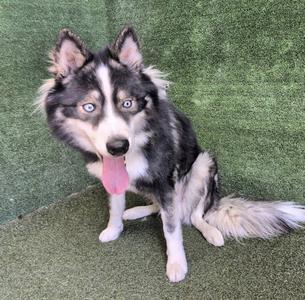 A black and white dog with blue eyes sitting on a green surface.