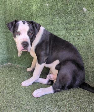 AUGUSTO, Pit Bull Terrier, young, available for adoption