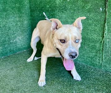 ACE, Siberian Husky / Pit Bull Terrier, young, available for adoption