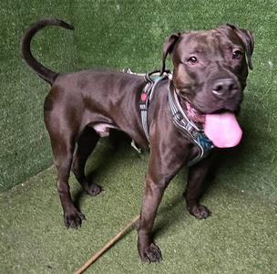 BARRY, Pit Bull Terrier, adult, available for adoption