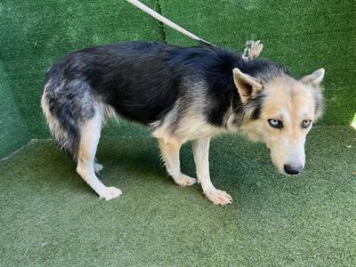 ARLEEN, German Shepherd Dog, adult, available for adoption