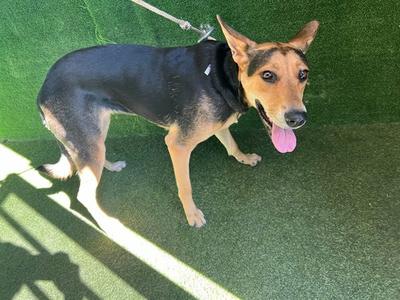 a black and tan dog standing on a green surface