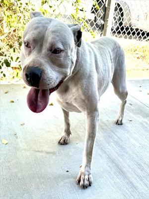 BARRELL, Pit Bull Terrier, adult, available for adoption