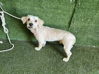 A5792427, Maltese, adult, available for adoption